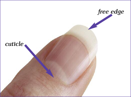 File your nails in one direction Do not saw back and forth Smooth the free - photo 7