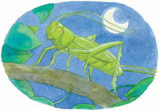 That was a grasshopper They sing at night his dad said Frank told about - photo 15