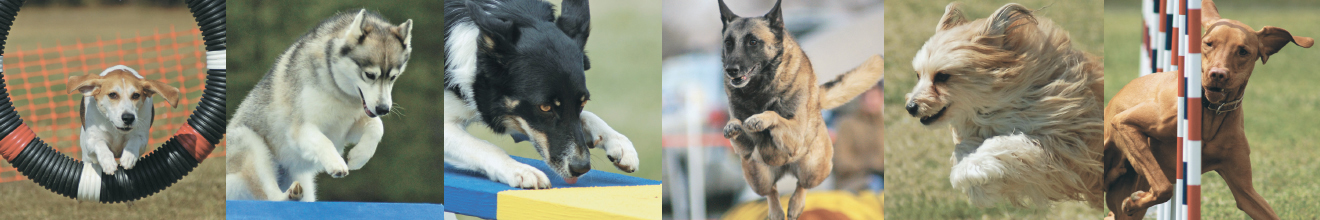 This book is dedicated to Jessy the unlikely agility dog who wouldnt settle - photo 5