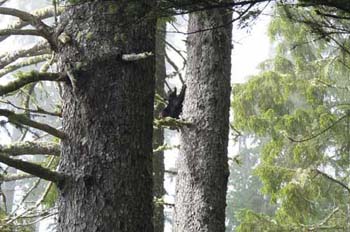 A black bear cub climbs a spruce tree JENS WIETING Devils club has sharp - photo 4