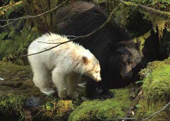 In the Great Bear Rainforest some black bears have spirit bear cubs DOUGLAS - photo 6