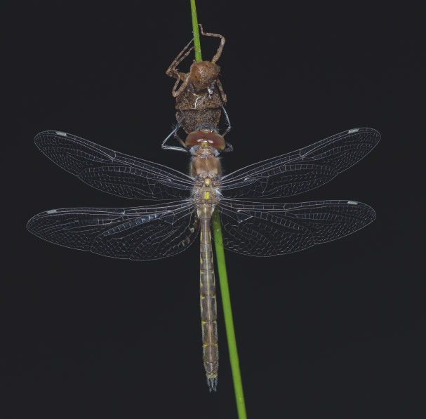 A teneral sentry dragonfly clings to its exuvia while hardening through the - photo 2