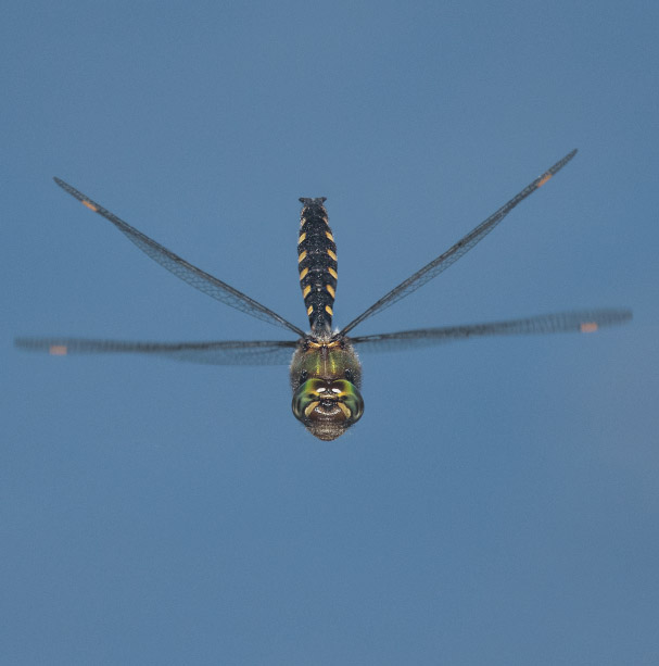 A male yellow spotted dragonfly illustrating the association of this group of - photo 3