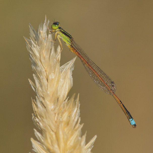 Male gossamer damselflies are dainty and extremely pretty insects Odonates may - photo 4