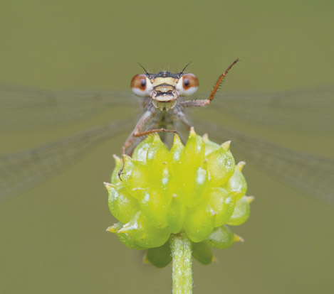 A female redcoat damselfly greets us at a ponds edge in Christchurch New - photo 6