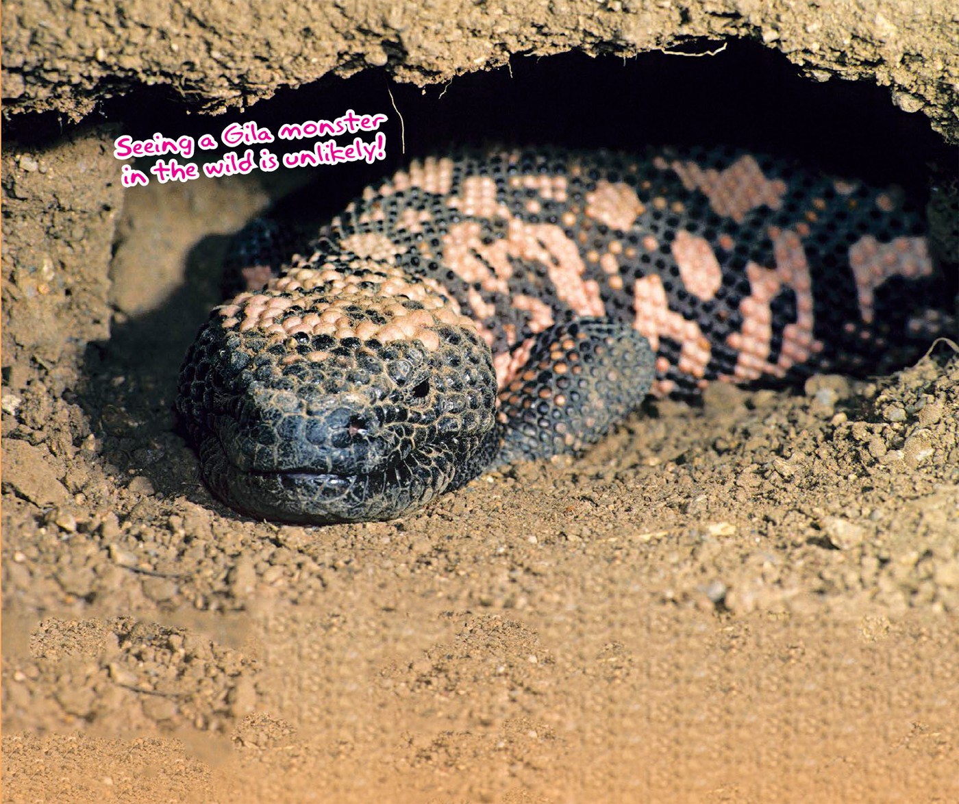 GET THE FACTS Like many animals in desert environments Gila monsters live - photo 10