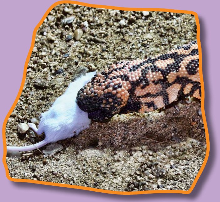 Gila monsters are carnivores This means they eat meat Although they are slow - photo 11
