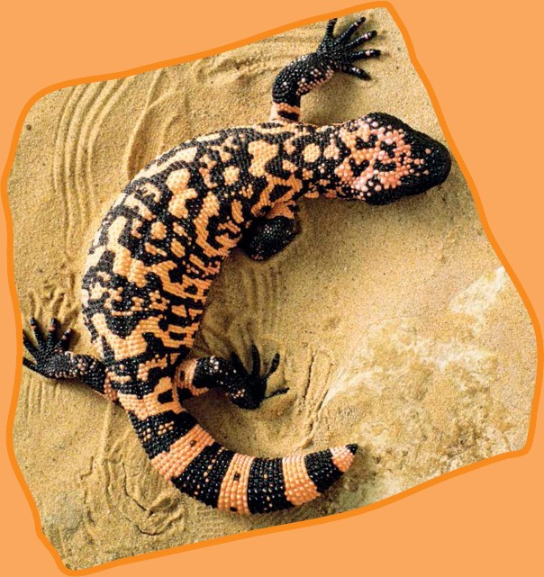 Gila monsters have short fat bodies They can grow to be about 20 inches 50 - photo 5