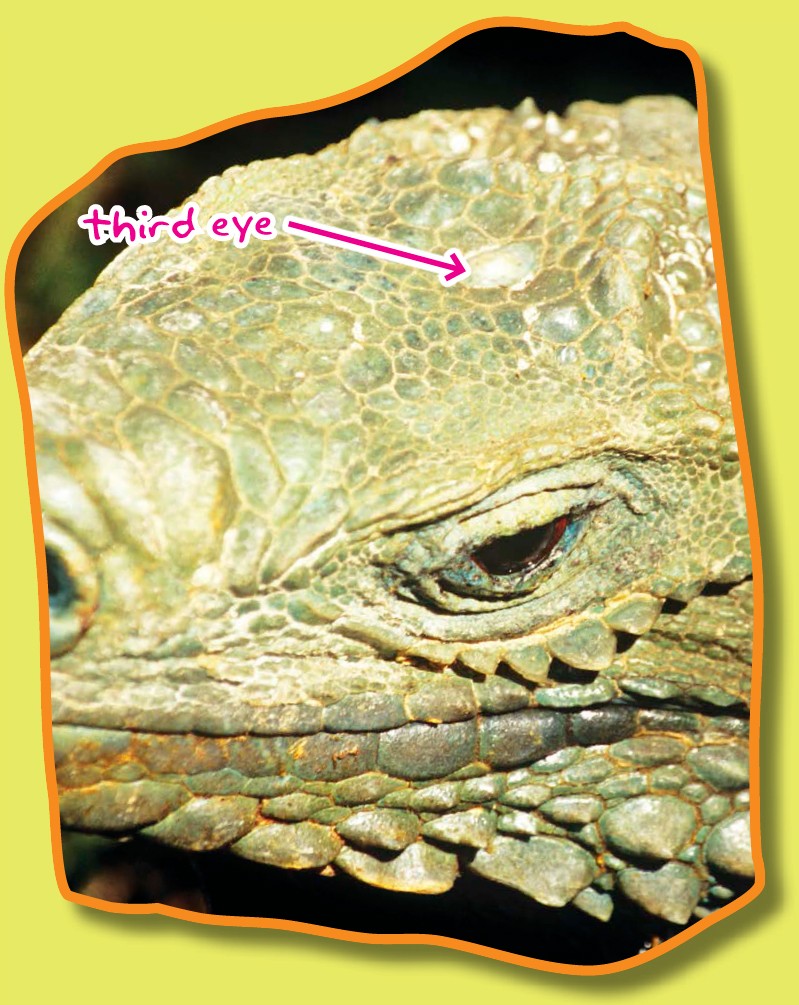 Iguanas have a third eye on the top of their head It can only detect changes - photo 7