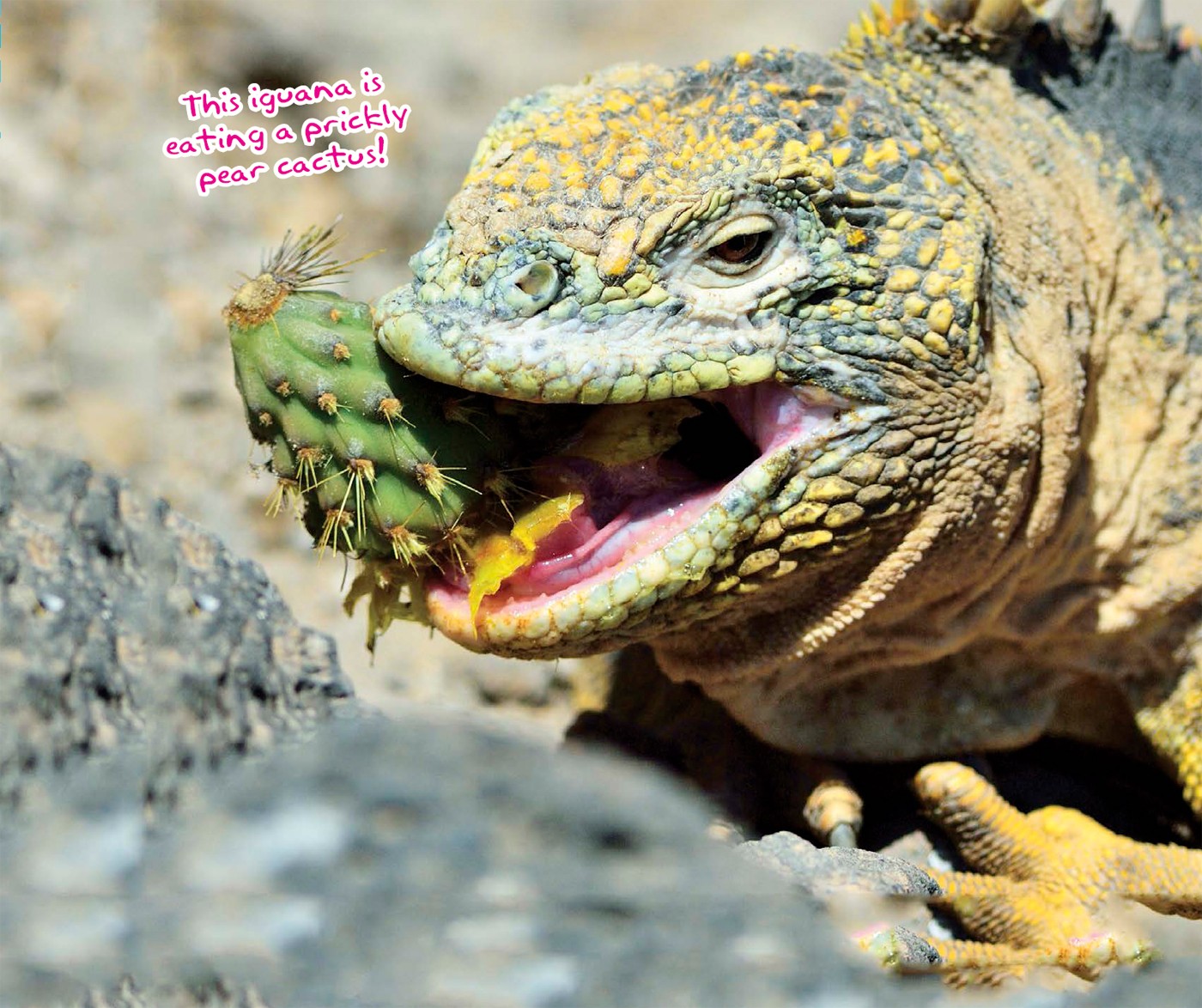 GET THE FACTS Sometimes iguanas will eat small insects and eggs and other - photo 10