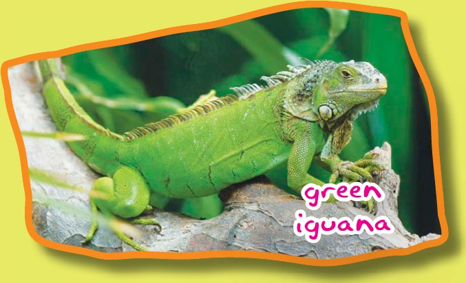 There are 35 species or kinds of iguana throughout the world but the green - photo 3