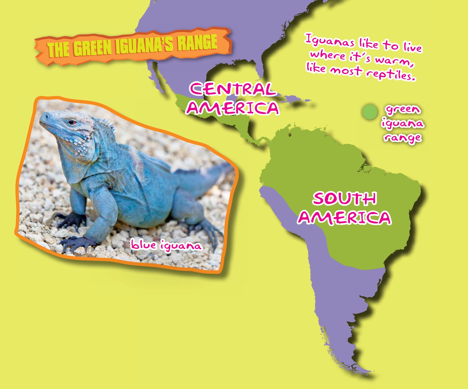 GET THE FACTS More than half of an iguanas length is because of its tail If - photo 4