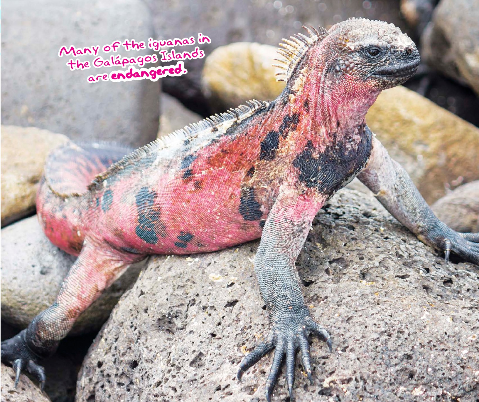 GET THE FACTS Iguanas only change color under certain conditions Stress can - photo 5