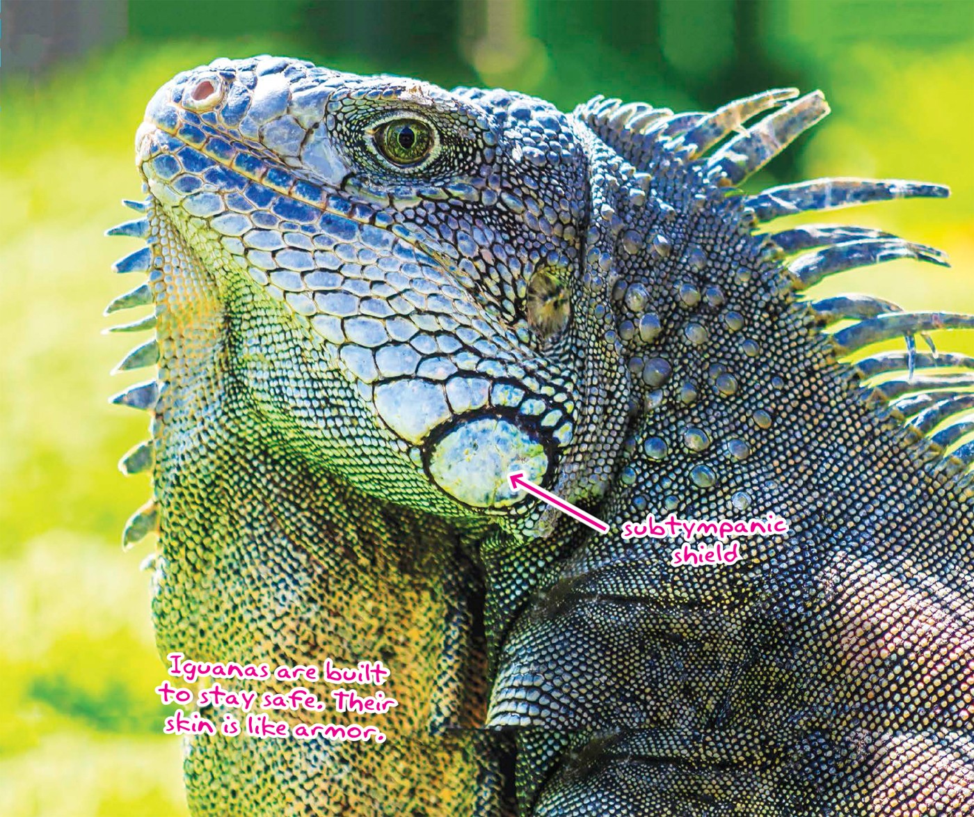 GET THE FACTS Iguanas have a ridge of skin called a on their chin THE EYES - photo 6