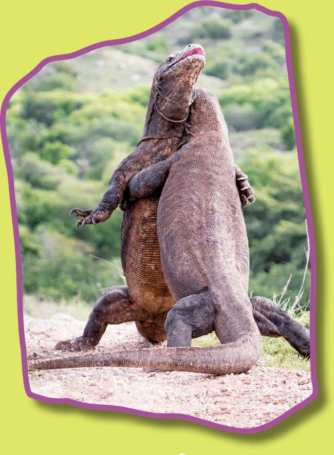 Komodo dragons often wrestle to test their strength The tail of a Komodo - photo 6