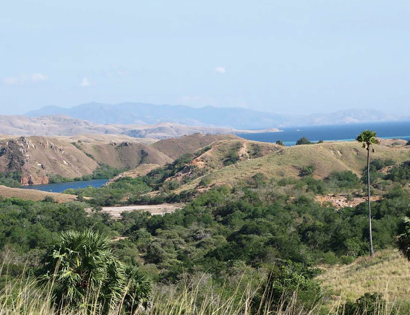 GET THE FACTS Komodo dragons sometimes swim between islands to find better - photo 8