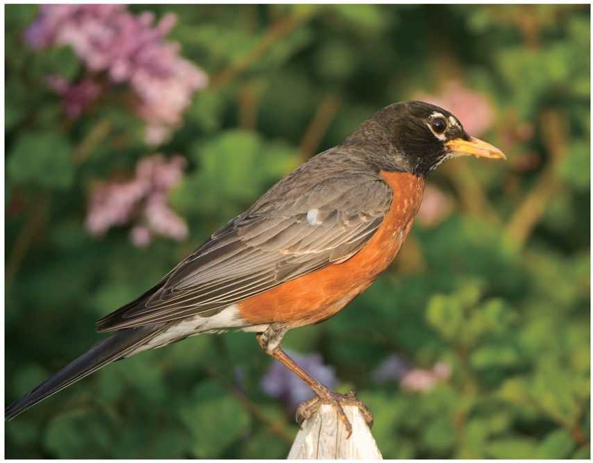 The American Robin with its orange-red breast and erect posture is one of the - photo 3