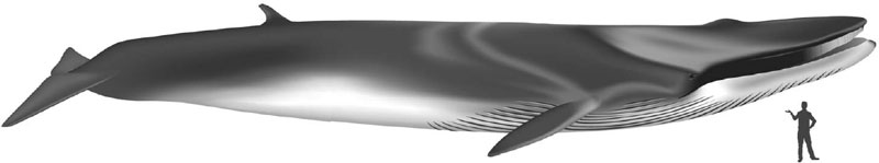 PROLOGUE This much we know The first Fin whale to be harpooned in the - photo 3
