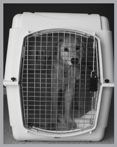 Puppy in crate Most dogs seem to enjoy having a space that is their own - photo 2