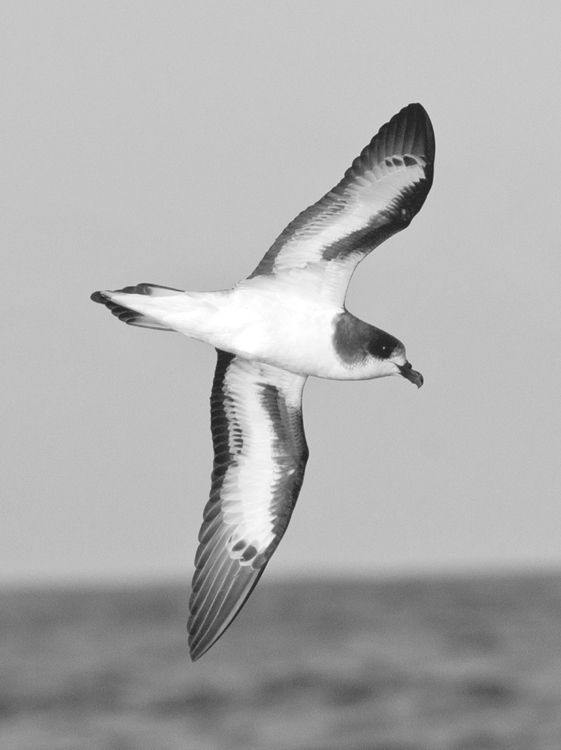 Photo by Chris Burville RARE BIRDS The Extraordinary Tale of the Bermuda - photo 2