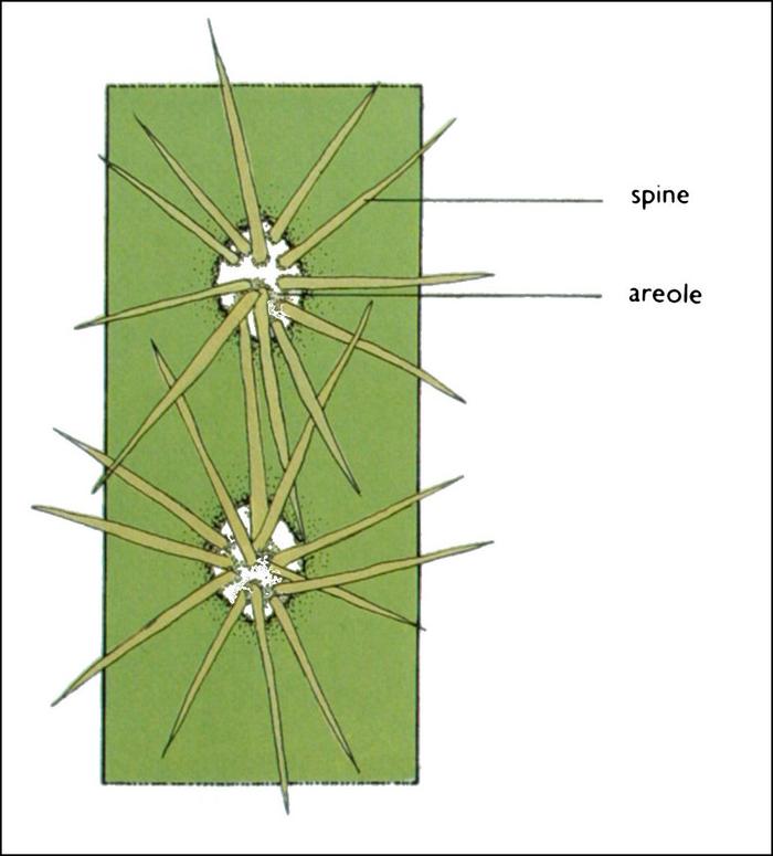 Fig 2 It is the areole that distinguishes cacti from other succulents Fig - photo 5