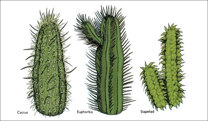 Fig 3 Three types of succulents CLASSIFICATION AND NOMENCLATURE One of the - photo 6