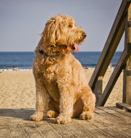 Every dog has his day Have yours at the beach Aristotles dog once said - photo 16