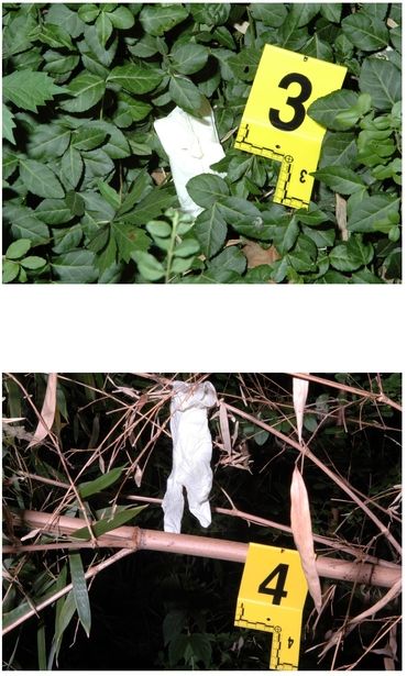 Police found latex gloves in the bushes and on a tree behind the Cannon house - photo 17