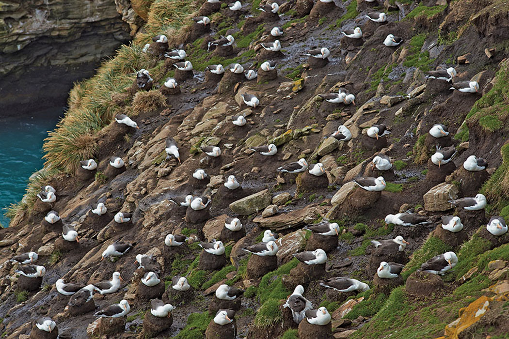 An Asylum of Loons Charming Names from the Bird World - image 9