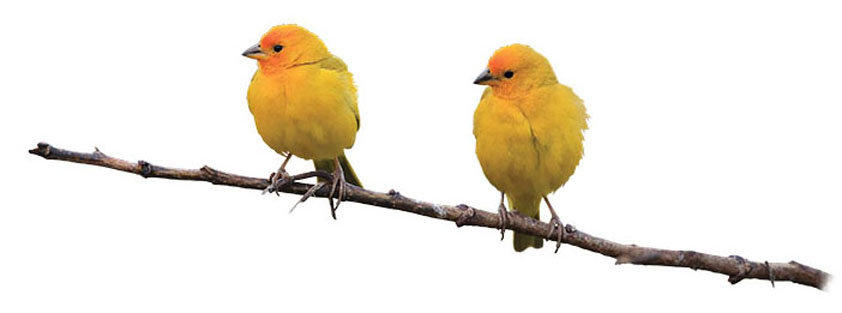 Saffron Finch Were not sure why there is any debate at all We encourage you to - photo 8