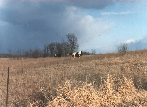 The inspiration for this image is aphotograph taken many years ago Rodeo rough - photo 1