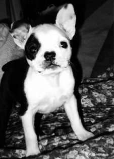 Spanky at 6 weeks old just about the time I was told that deaf dogs couldnt be - photo 4