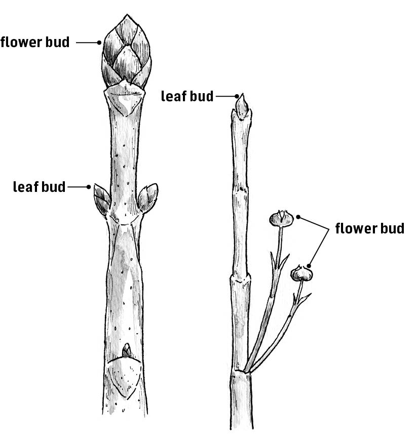 Many plants have distinctly different flower and foliage buds If abundant - photo 3