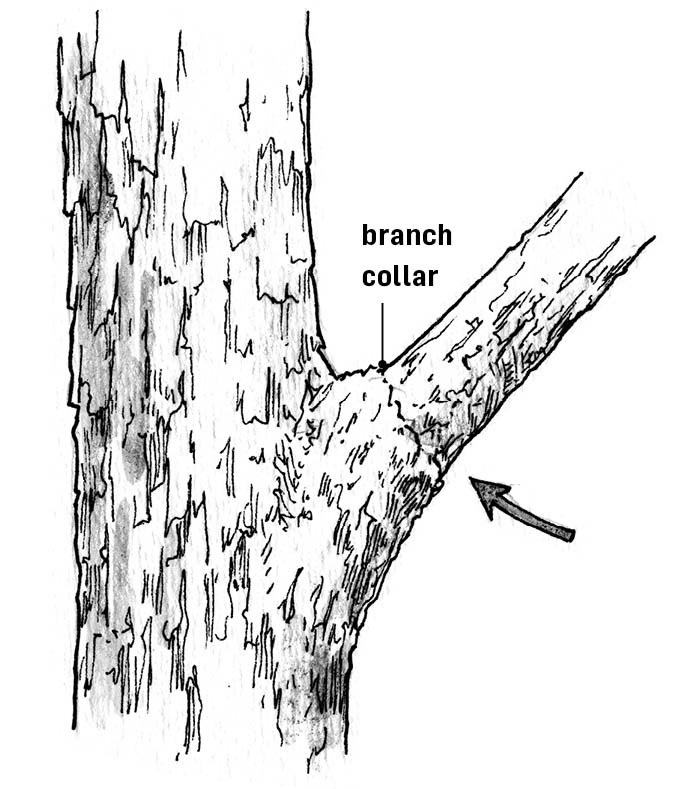 A branch collar marks the transition between stem tissue and branch tissue - photo 4