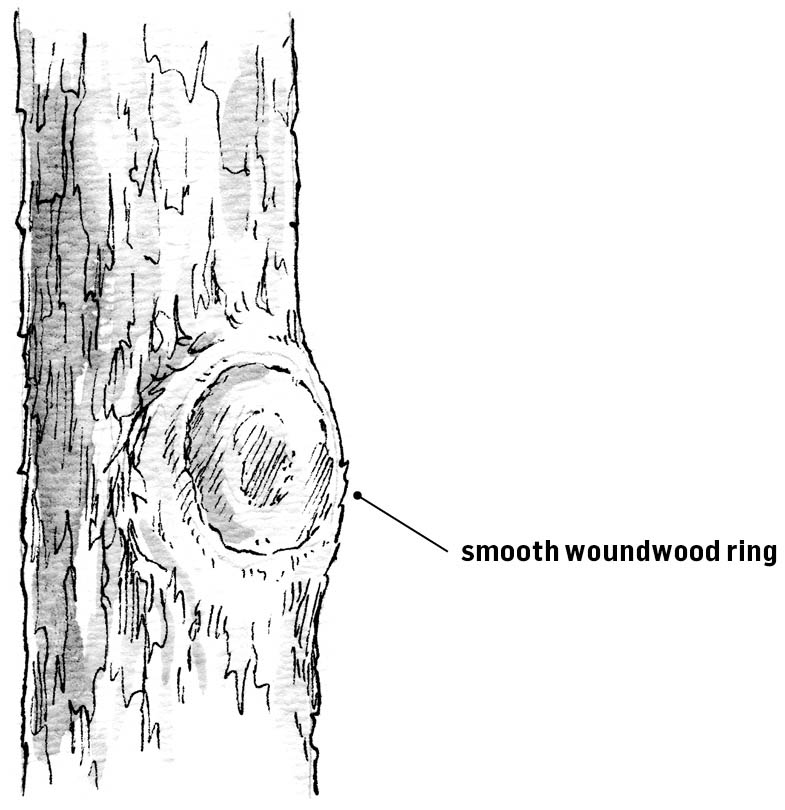 Wounds are sealed off smoothly when the branch collar is not damaged Healthy - photo 5