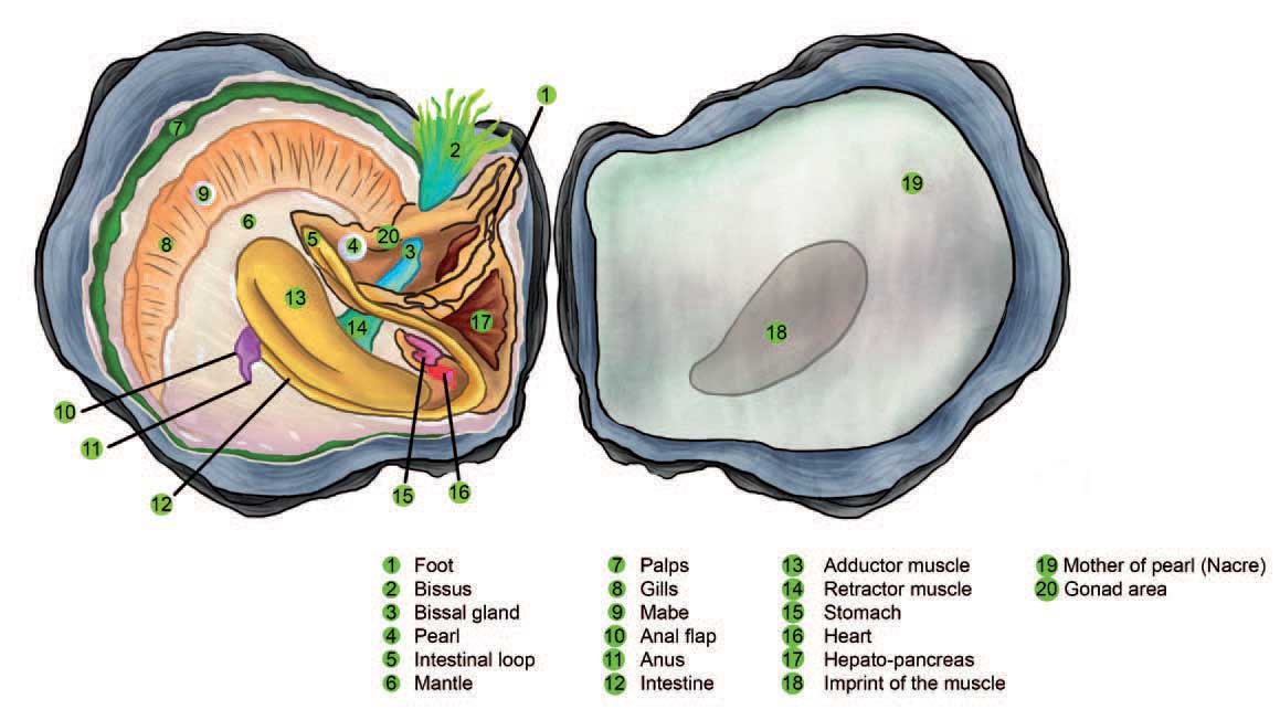 Generalized diagram of a theoretical and generic bivalve mollusc The - photo 5