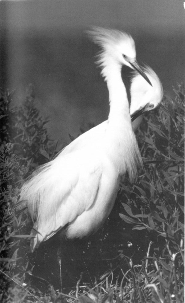 The Snowy Egret in the foreground shows off its breeding plumage while its mate - photo 2