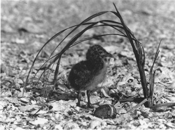 The young Laughing Gull in its nest on Little Pelican Island feels very - photo 4