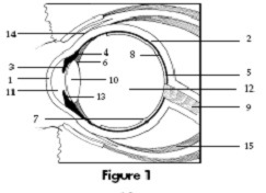 1 Cornea 9 Optic nerve 2 Sclera 10 Lens 3 Iris 11 Aqueous anterior - photo 1