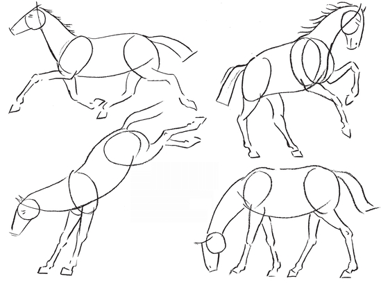 Lines of the Body Conventionalize the form of the horse to get the basic - photo 3