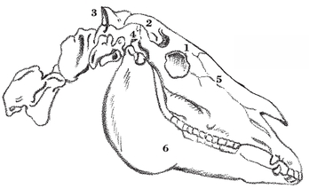 Muscles Masseter Temporalis Orbicularis Dilator naris latoris Zygomaticus - photo 7