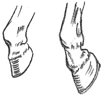 Hoofs When drawing the horse remember that the whole weight of the body is - photo 11