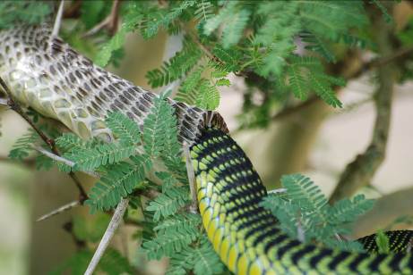 Figure 3 Snakes shed their old skin because they no longer fit in them - photo 3