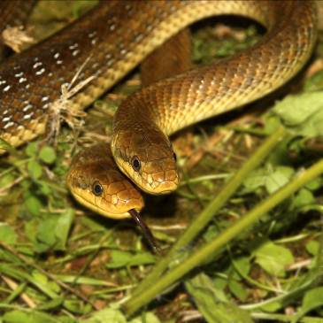 Figure 5 snake A male and female snake mates with each other to produce their - photo 5