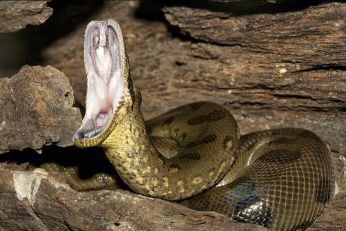 Figure 6 An anaconda opens its jaws wide to attack its prey Its jaws are not - photo 6