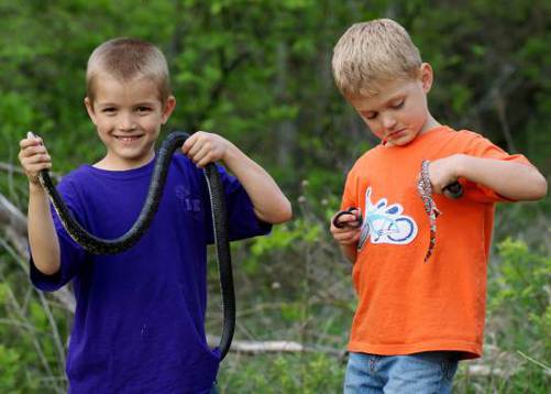 Figure 1 Not all snakes are dangerous to humans These kids are playing with - photo 1