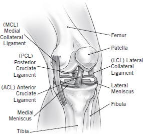 THE BARE BONES When people think about the knee they usually just think about - photo 1