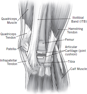 ARTICULAR CARTILAGE This frame part is a smooth joint surface cushion that - photo 4