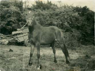 Another one of Brians horses You can see his old cart in the background - photo 7