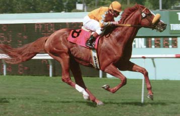 Dreams father Bien Bien who was a Champion Turf Horse in the USA Dream as a - photo 13